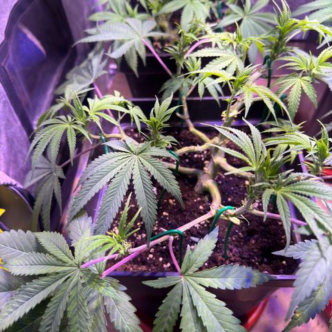 Tropicanna Poison®1 Fast Version growlog timeline photo