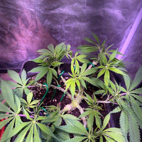 Tropicanna Poison®1 Fast Version growlog timeline photo