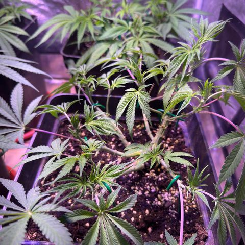 Tropicanna Poison®1 Fast Version growlog timeline photo