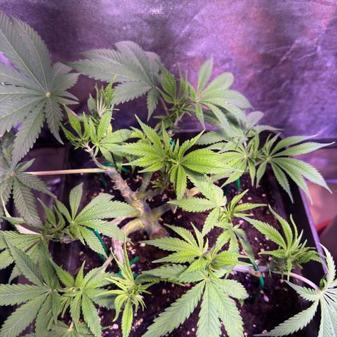 Tropicanna Poison®1 Fast Version growlog timeline photo