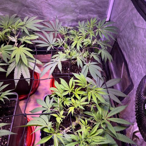 Tropicanna Poison®1 Fast Version growlog timeline photo