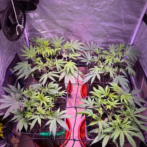 Tropicanna Poison®1 Fast Version growlog timeline photo