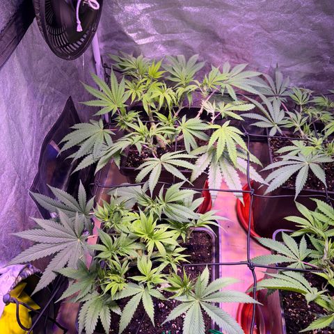 Tropicanna Poison®1 Fast Version growlog timeline photo