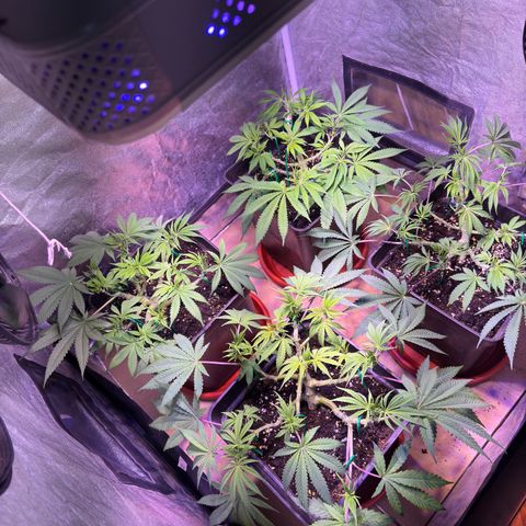 Tropicanna Poison®1 Fast Version growlog timeline photo