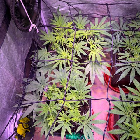 Tropicanna Poison®1 Fast Version growlog timeline photo