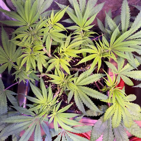 Tropicanna Poison®1 Fast Version growlog timeline photo