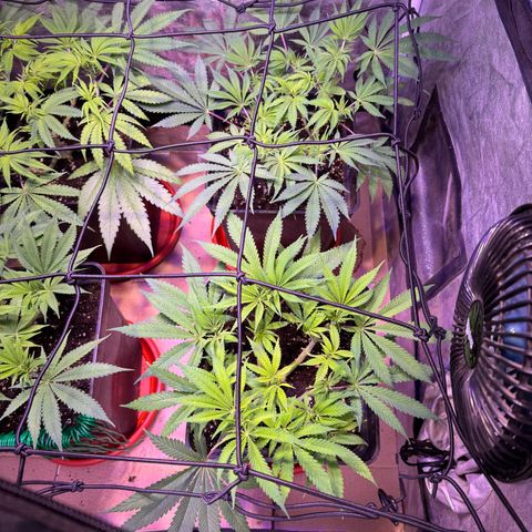 Tropicanna Poison®1 Fast Version growlog timeline photo