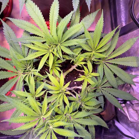 Tropicanna Poison®1 Fast Version growlog timeline photo
