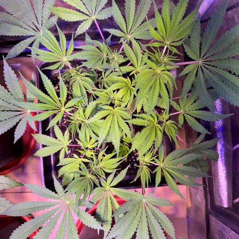 Tropicanna Poison®1 Fast Version growlog timeline photo