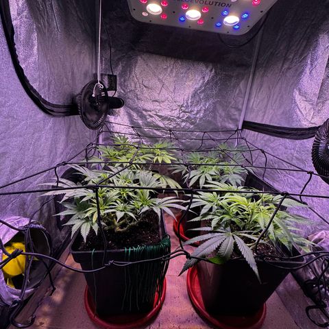 Tropicanna Poison®1 Fast Version growlog timeline photo