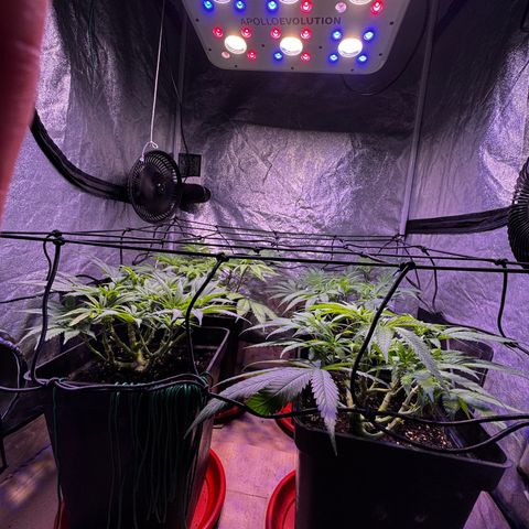 Tropicanna Poison®1 Fast Version growlog timeline photo