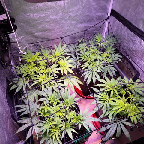 Tropicanna Poison®1 Fast Version growlog timeline photo
