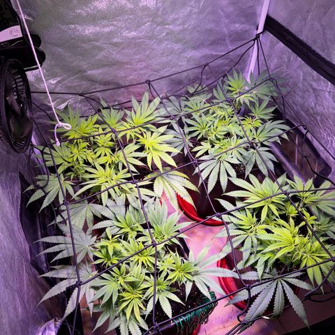 Tropicanna Poison®1 Fast Version growlog timeline photo