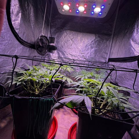 Tropicanna Poison®1 Fast Version growlog timeline photo