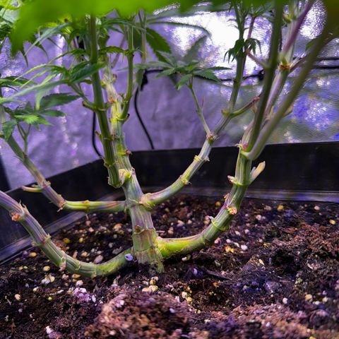 Tropicanna Poison®1 Fast Version growlog timeline photo