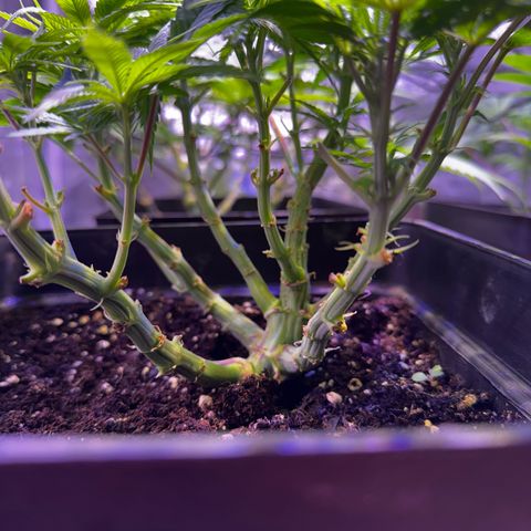 Tropicanna Poison®1 Fast Version growlog timeline photo