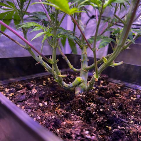 Tropicanna Poison®1 Fast Version growlog timeline photo