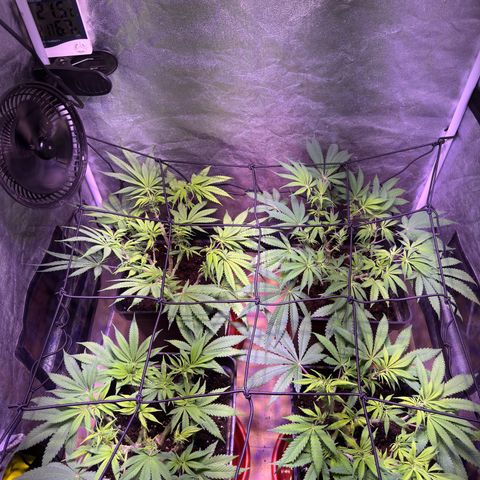 Tropicanna Poison®1 Fast Version growlog timeline photo