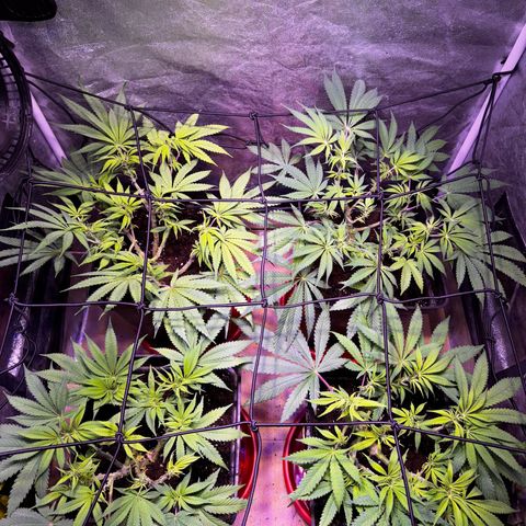 Tropicanna Poison®1 Fast Version growlog timeline photo