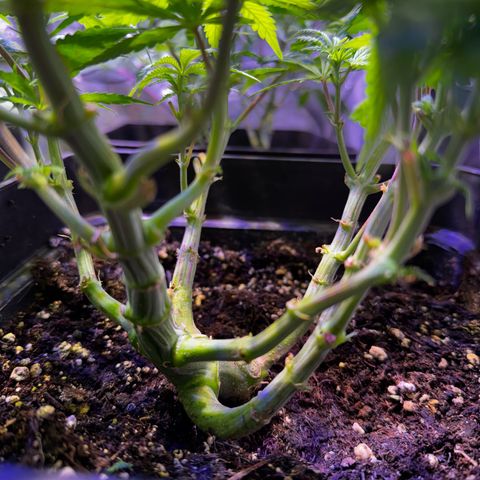 Tropicanna Poison®1 Fast Version growlog timeline photo