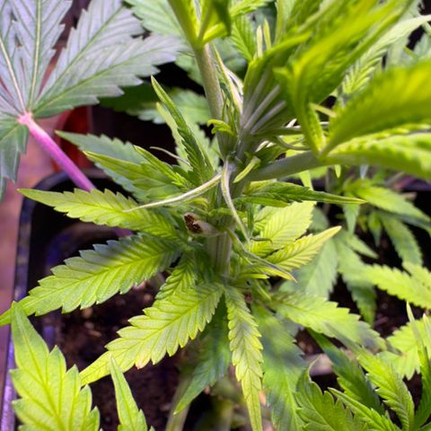 Tropicanna Poison®1 Fast Version growlog timeline photo