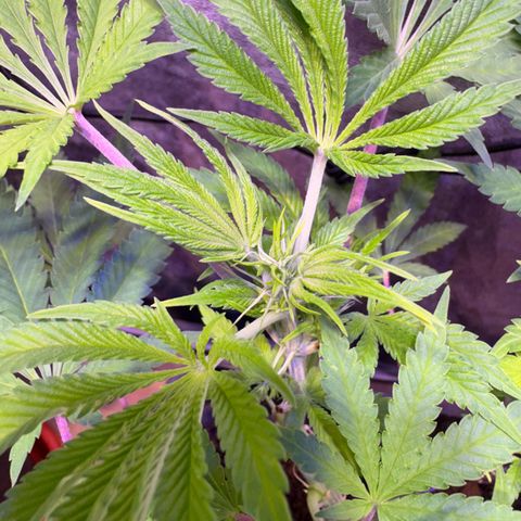 Tropicanna Poison®1 Fast Version growlog timeline photo