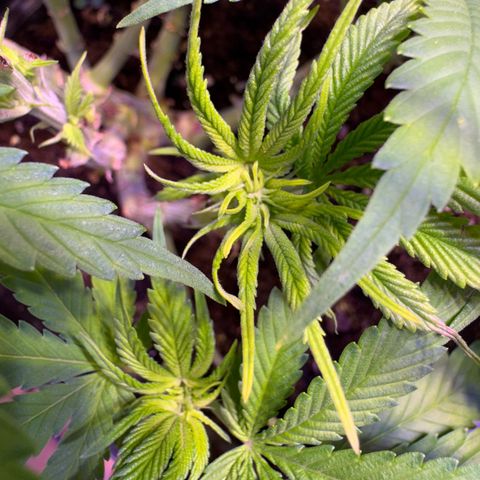 Tropicanna Poison®1 Fast Version growlog timeline photo