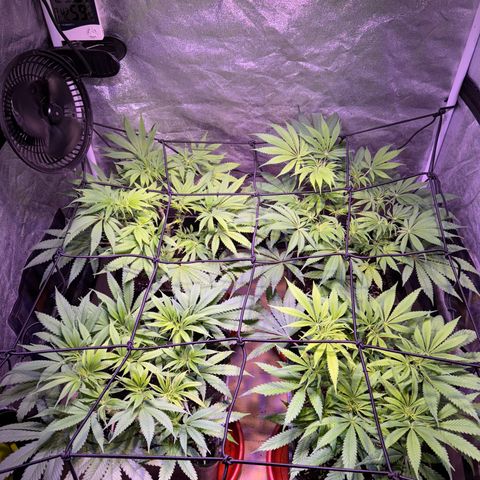 Tropicanna Poison®1 Fast Version growlog timeline photo