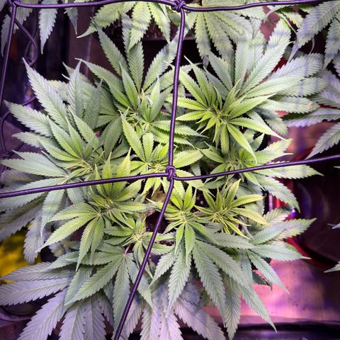 Tropicanna Poison®1 Fast Version growlog timeline photo