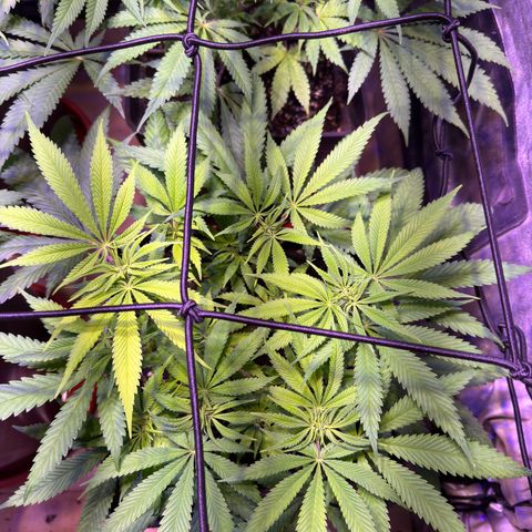 Tropicanna Poison®1 Fast Version growlog timeline photo