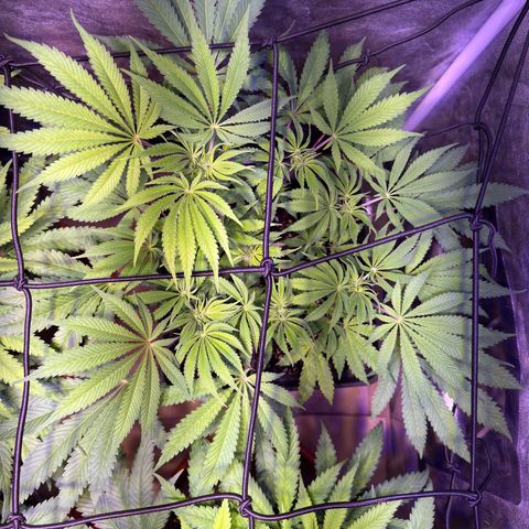Tropicanna Poison®1 Fast Version growlog timeline photo