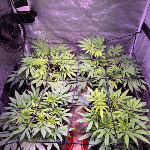 Tropicanna Poison®1 Fast Version growlog timeline photo