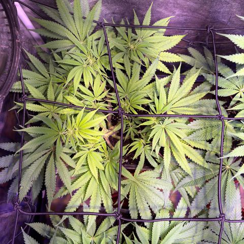 Tropicanna Poison®1 Fast Version growlog timeline photo