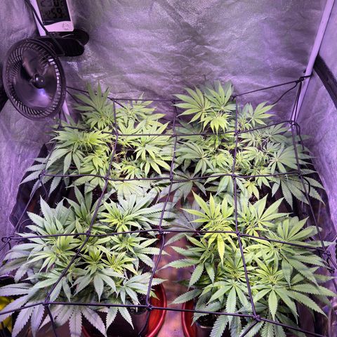 Tropicanna Poison®1 Fast Version growlog timeline photo