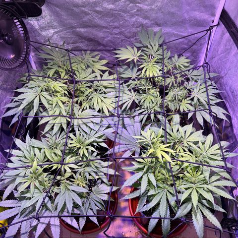 Tropicanna Poison®1 Fast Version growlog timeline photo