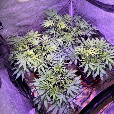 Tropicanna Poison®1 Fast Version growlog timeline photo