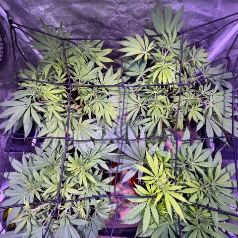 Tropicanna Poison®1 Fast Version growlog timeline photo