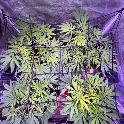 Tropicanna Poison®1 Fast Version growlog timeline photo