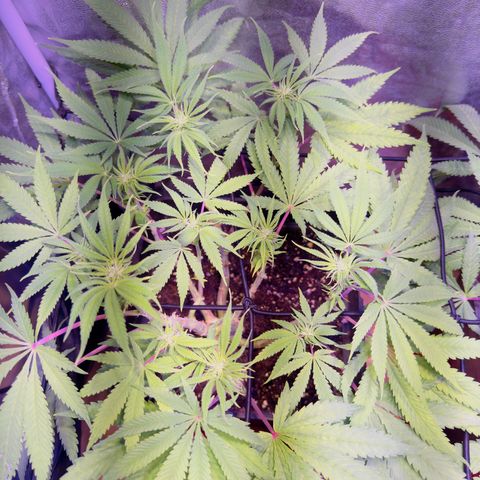 Tropicanna Poison®1 Fast Version growlog timeline photo