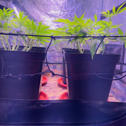 Tropicanna Poison®1 Fast Version growlog timeline photo