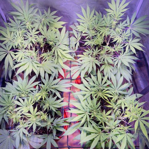 Tropicanna Poison®1 Fast Version growlog timeline photo
