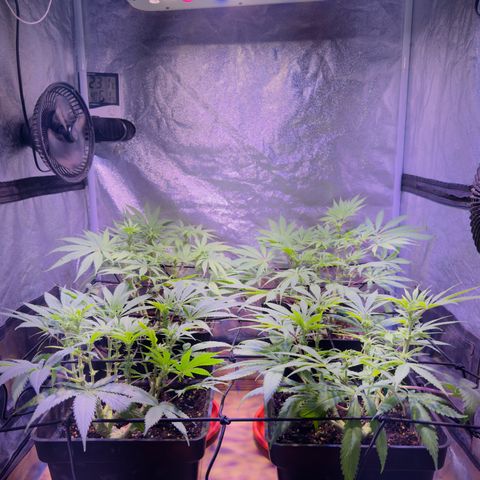 Tropicanna Poison®1 Fast Version growlog timeline photo