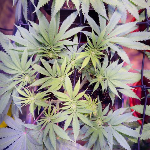 Tropicanna Poison®1 Fast Version growlog timeline photo