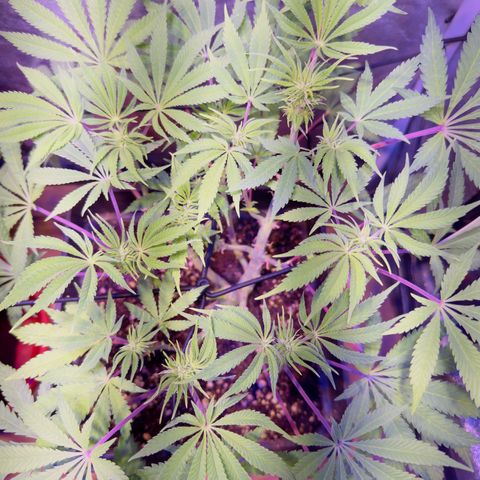 Tropicanna Poison®1 Fast Version growlog timeline photo