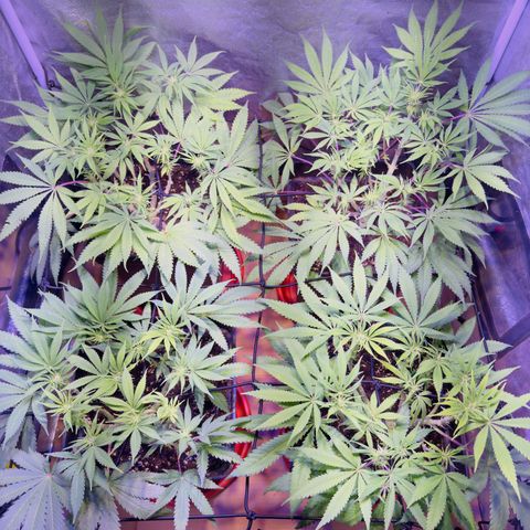 Tropicanna Poison®1 Fast Version growlog timeline photo