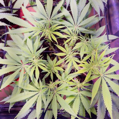 Tropicanna Poison®1 Fast Version growlog timeline photo