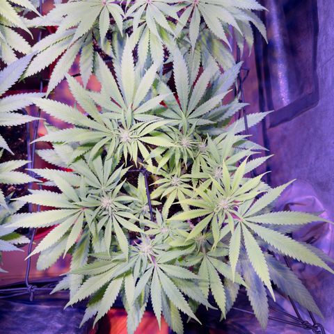 Tropicanna Poison®1 Fast Version growlog timeline photo