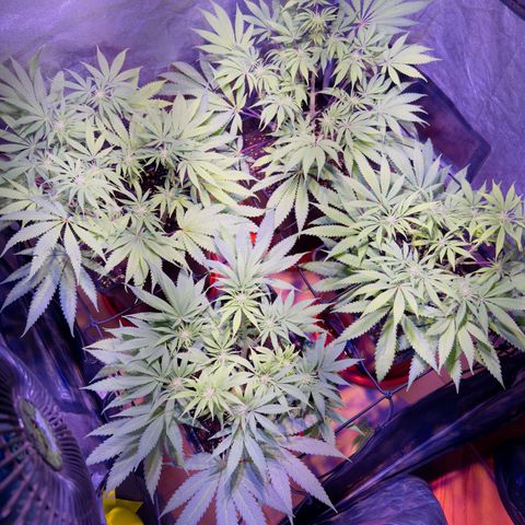 Tropicanna Poison®1 Fast Version growlog timeline photo