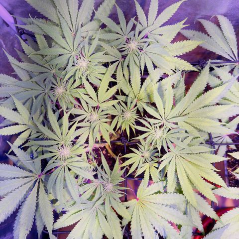 Tropicanna Poison®1 Fast Version growlog timeline photo