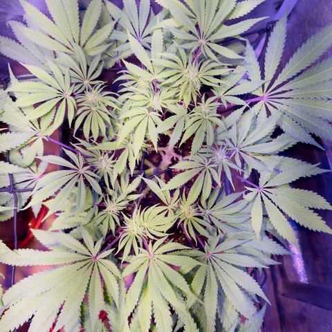Tropicanna Poison®1 Fast Version growlog timeline photo